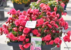 De Vermillion Hot Pink is het zusje van de, award winnende, Vermillion Red. De Hot Pink is een sterke plant met net zo’n goede garden performance en weather tollerance als haar zusje.